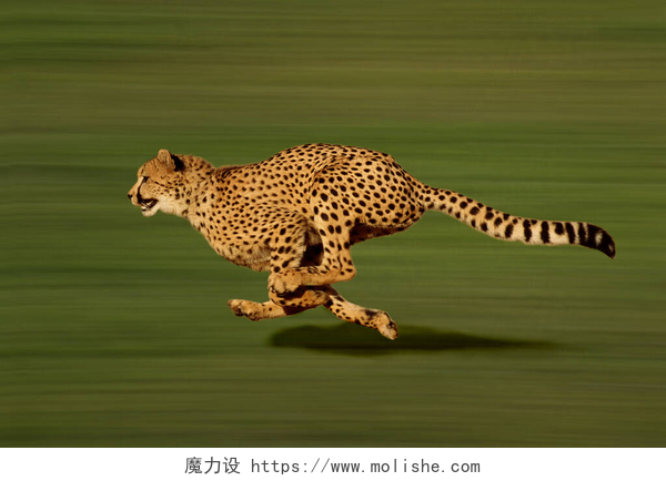 在模糊背景上奔跑的狍猎豹，刺槐属，正在奔跑  